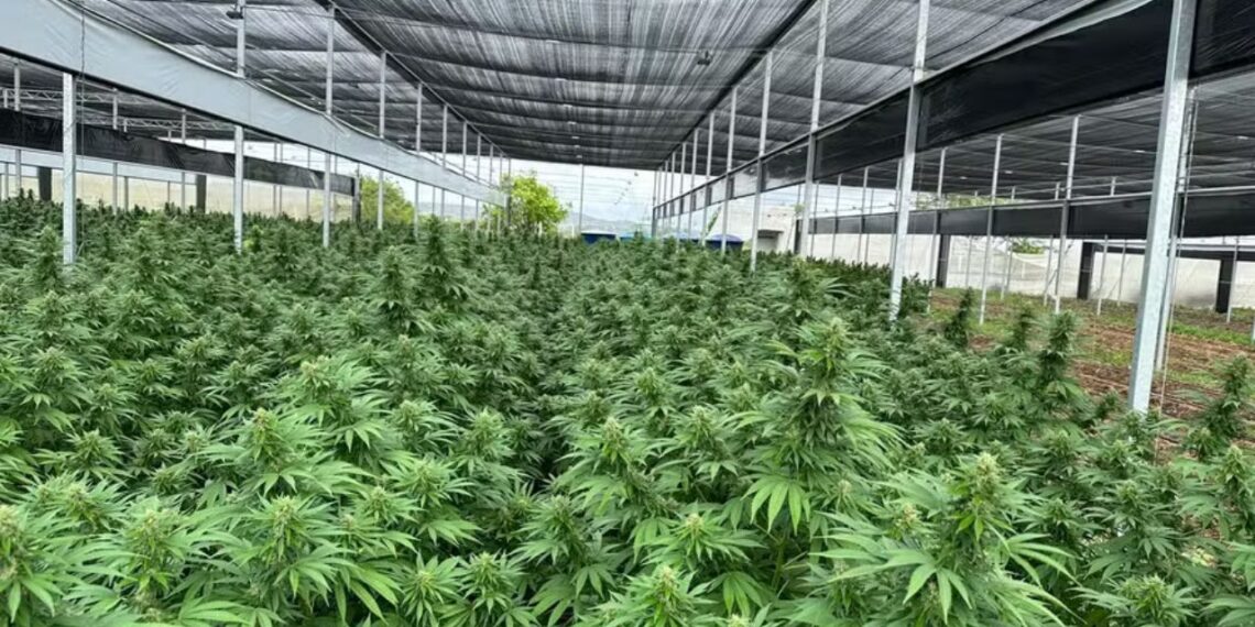 São Paulo recebe ExpoCannabis com expectativa de R$ 6 milhões em negócios