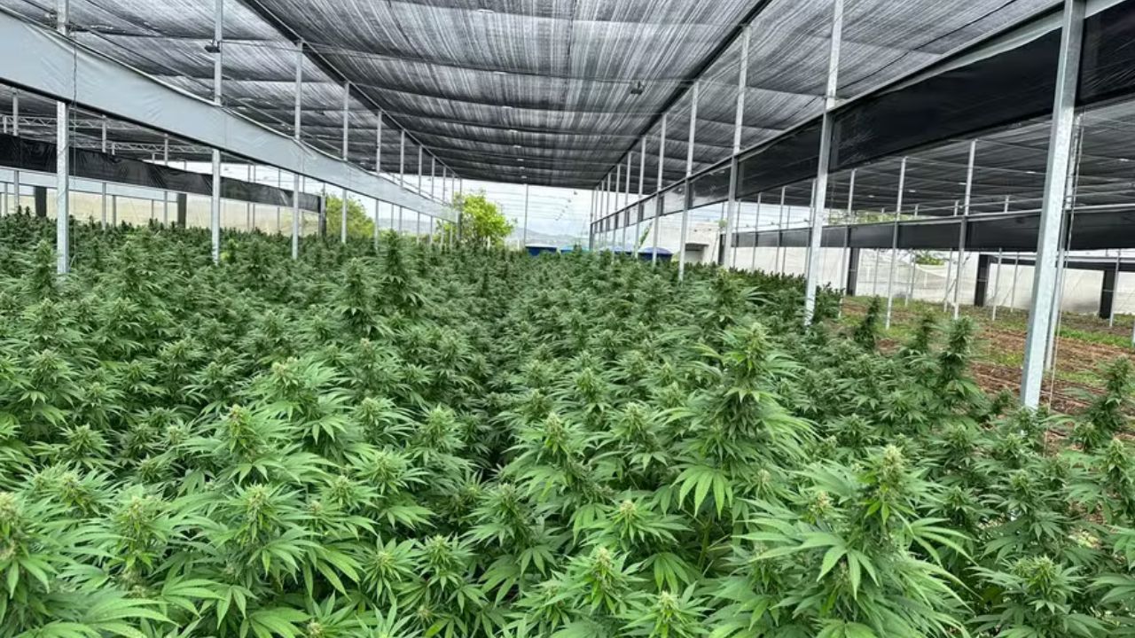 São Paulo recebe ExpoCannabis com expectativa de R$ 6 milhões em negócios