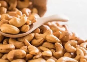 Primeira Indicação Geográfica da castanha de caju valoriza território potiguar e abre novas oportunidades ao RN