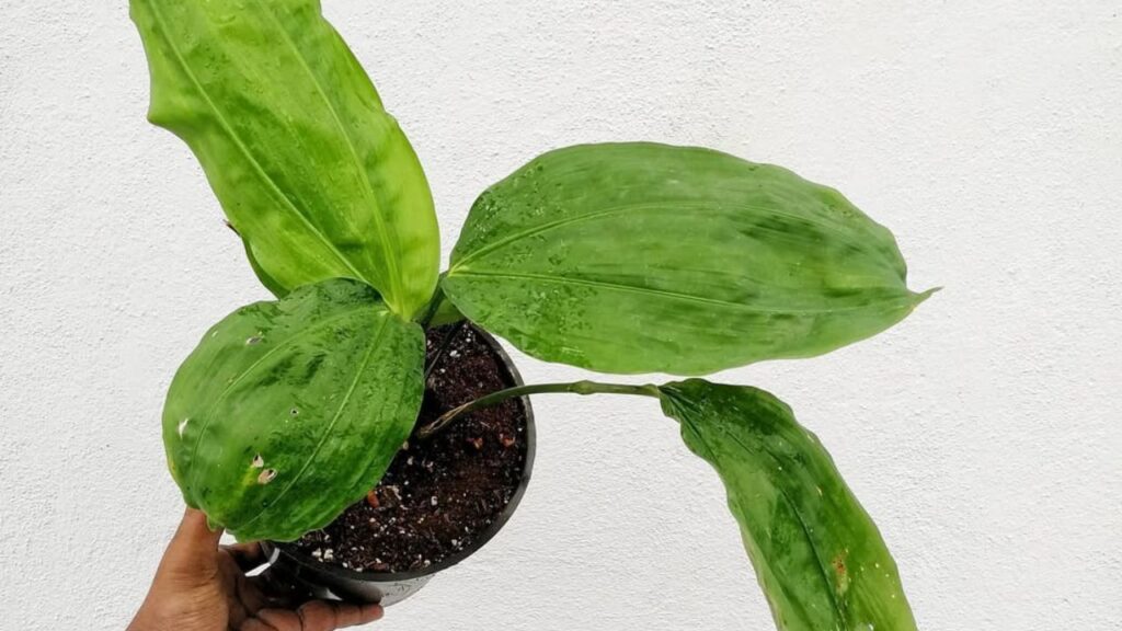 Cyclanthus bipartitus (Ciclanto): a exótica folhagem que conquista paisagistas