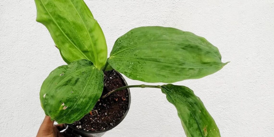 Cyclanthus bipartitus (Ciclanto): a exótica folhagem que conquista paisagistas