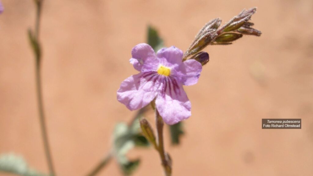 Brasil ganha duas novas espécies de plantas após revisão de gênero neotropical