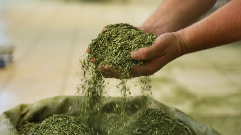 Nova fase da erva-mate no Paraná aposta em pesquisa e tecnologia