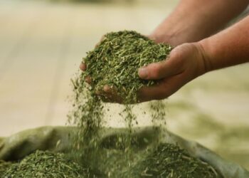 Foto: José Fernando Ogura/Arquivo AEN