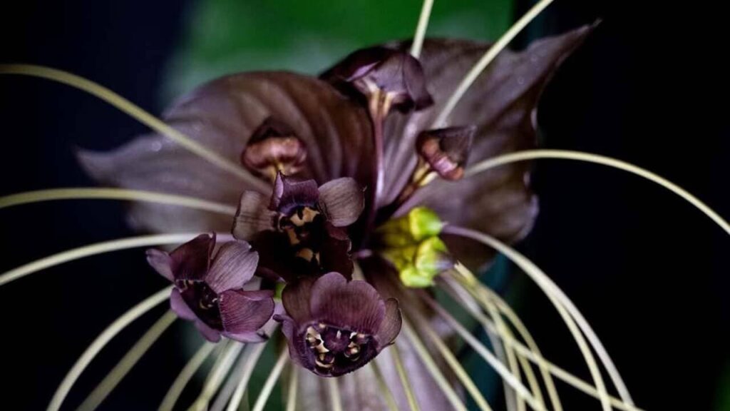 Flor-morcego: a exótica Tacca chantrieri e sua beleza quase sobrenatural