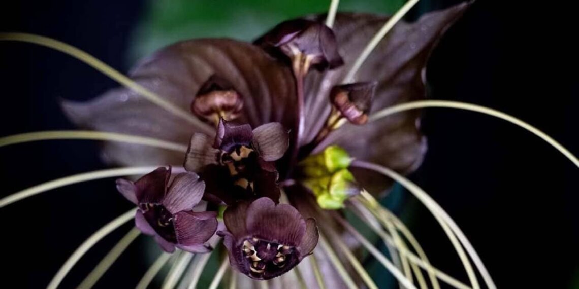 Flor-morcego: a exótica Tacca chantrieri e sua beleza quase sobrenatural