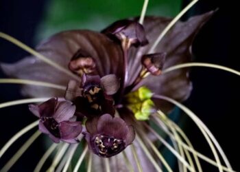 Flor-morcego: a exótica Tacca chantrieri e sua beleza quase sobrenatural