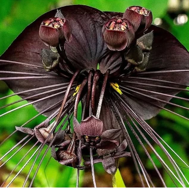 Flor-morcego: a exótica Tacca chantrieri e sua beleza quase sobrenatural