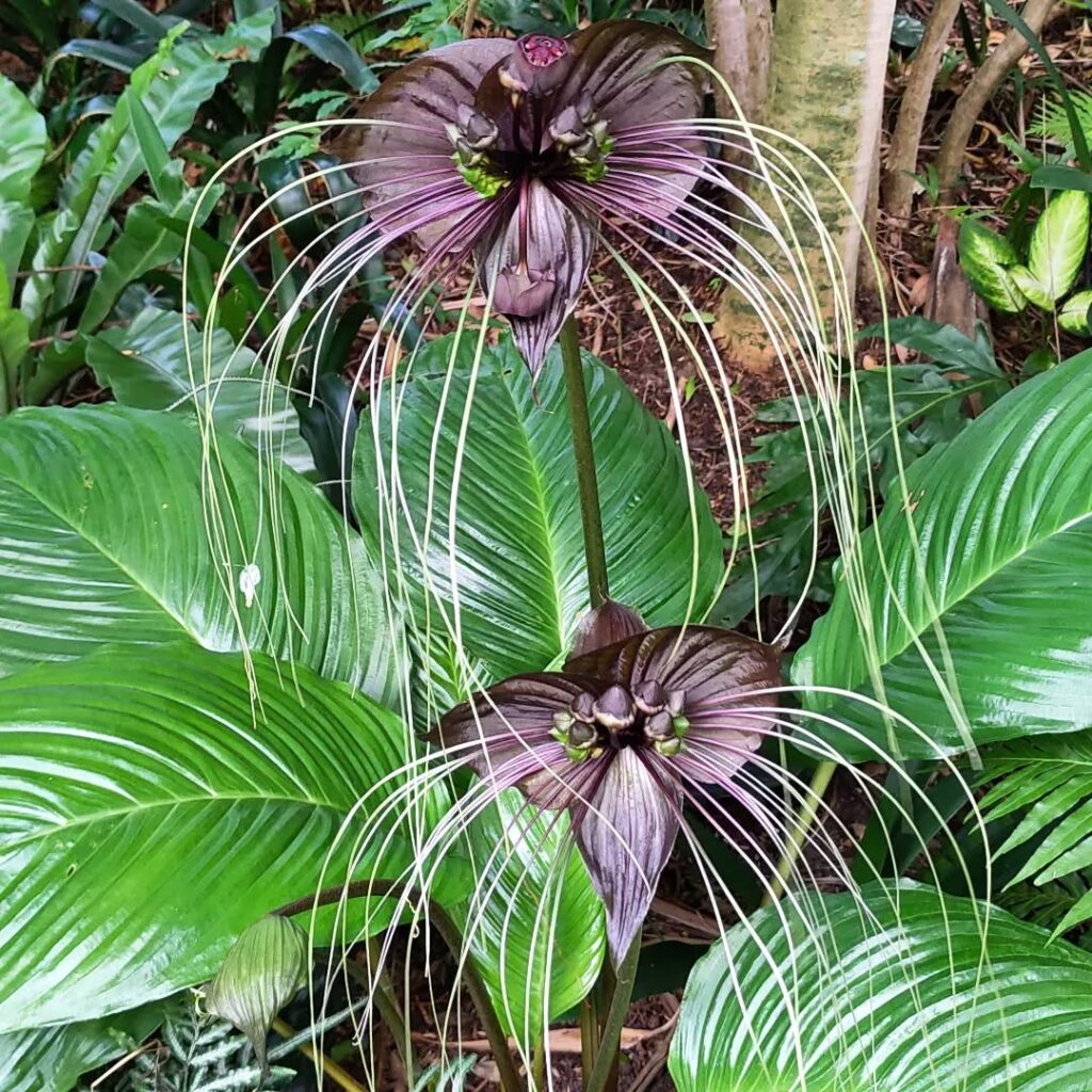 Flor-morcego: a exótica Tacca chantrieri e sua beleza quase sobrenatural