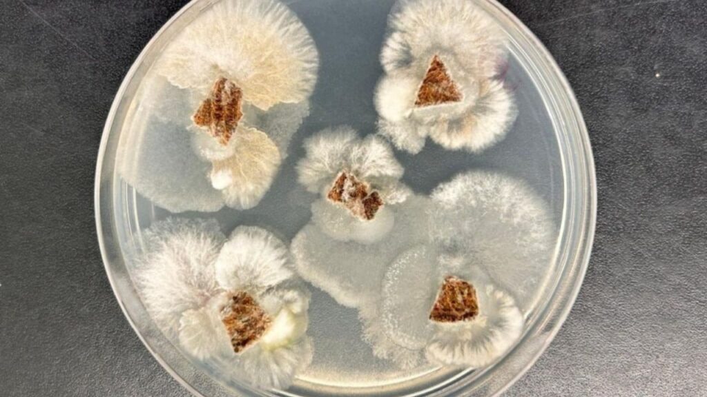 Molécula de fungo nativo supera glifosato em testes de laboratório