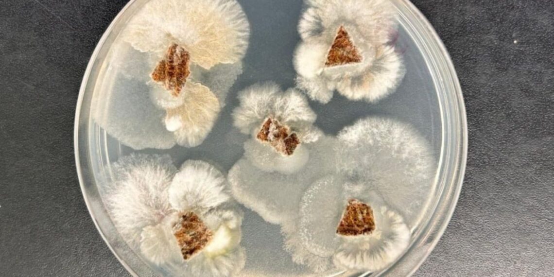 Molécula de fungo nativo supera glifosato em testes de laboratório