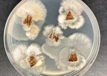 Molécula de fungo nativo supera glifosato em testes de laboratório