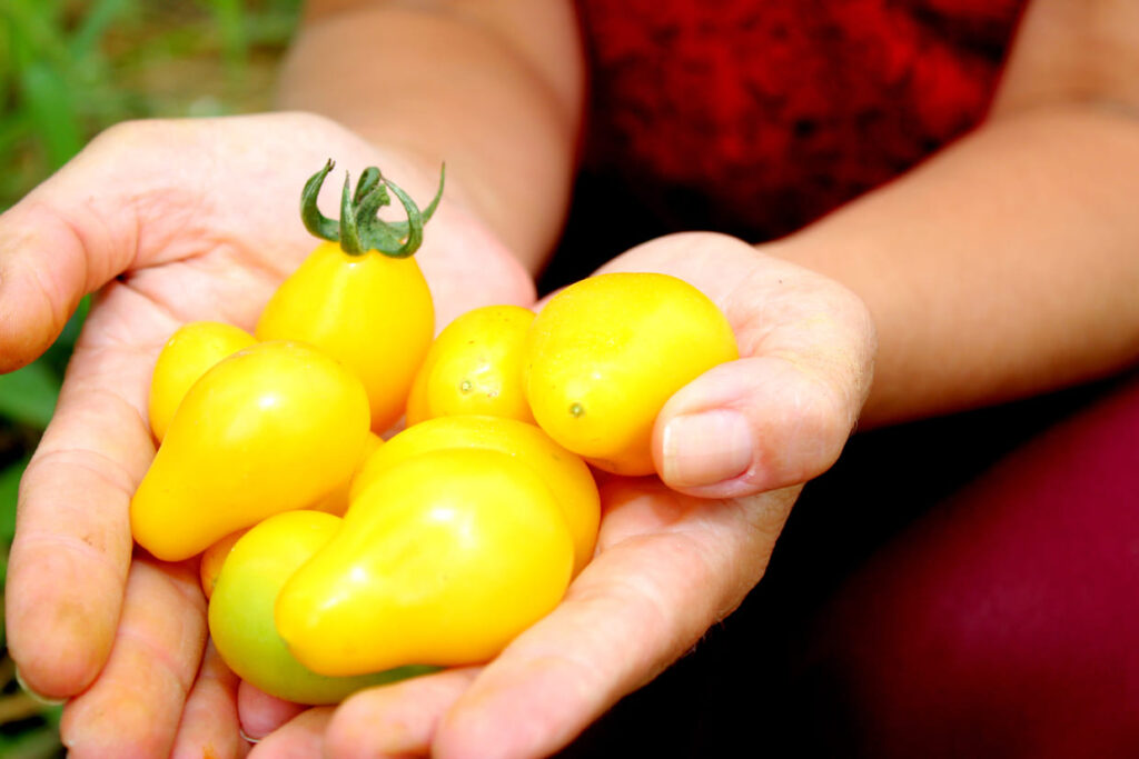 Certificação do Tecpar garante desconto exclusivo na taxa de juros do Plano Safra