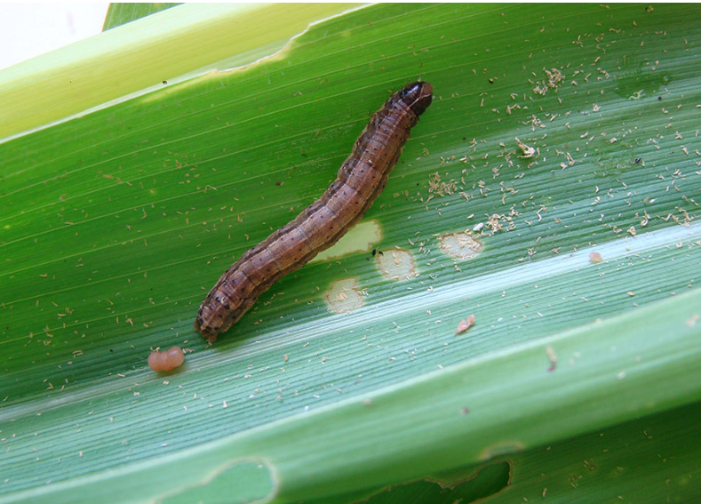 Foto: Marina Pessoa/Embrapa