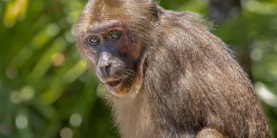 O cardápio dos orangotangos nasce da cultura: o papel vital da aprendizagem social