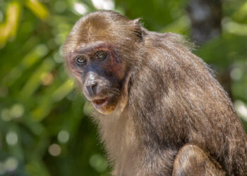 O cardápio dos orangotangos nasce da cultura: o papel vital da aprendizagem social