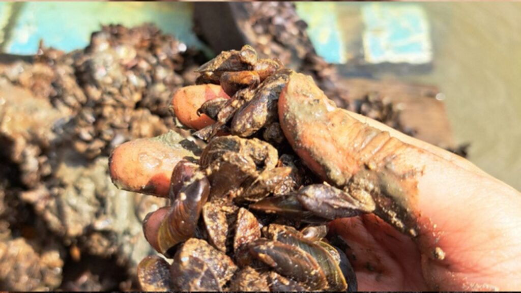 Mexilhão-dourado ameaça biodiversidade aquática e mobiliza comunidade no Pará