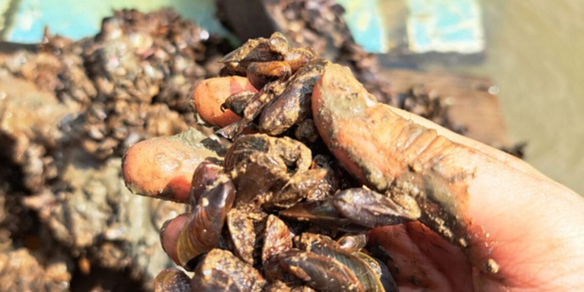 Foto: Michele de Andrade/Ibama