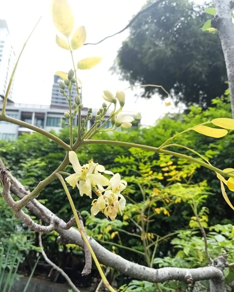 Moringa: a árvore de múltiplos usos que transforma jardins produtivos e exige consumo consciente