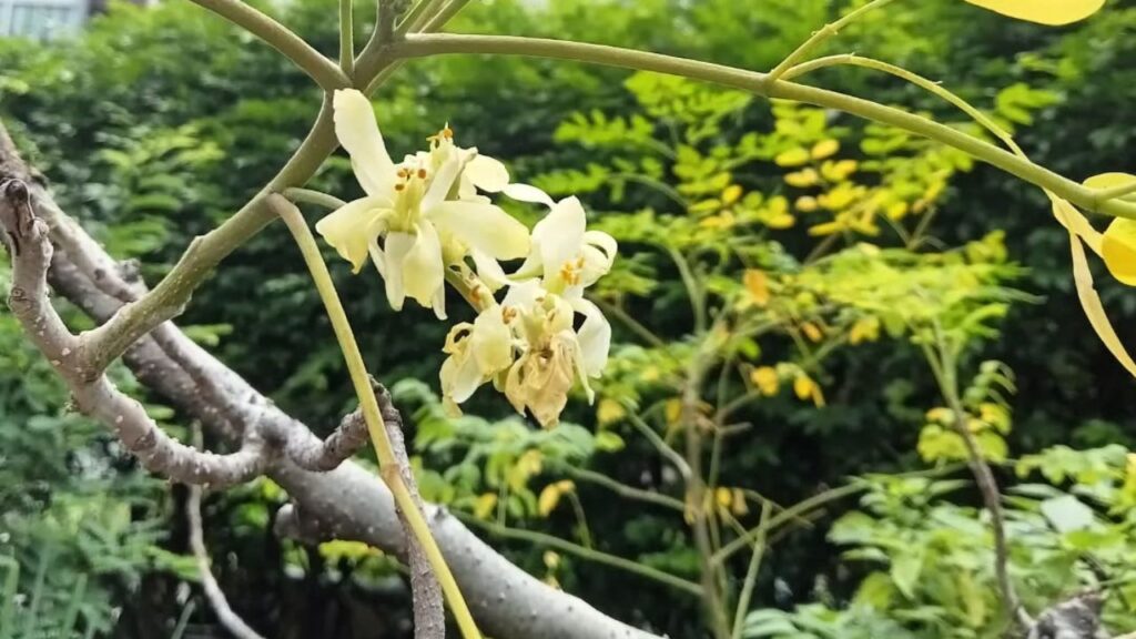 Moringa: a árvore de múltiplos usos que transforma jardins produtivos e exige consumo consciente