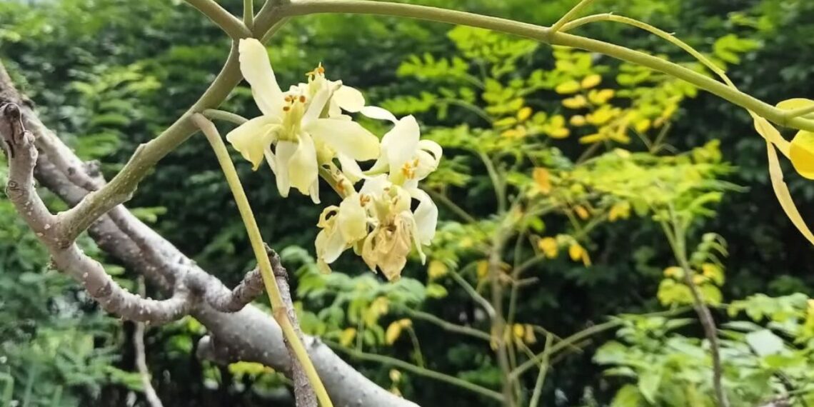 Moringa: a árvore de múltiplos usos que transforma jardins produtivos e exige consumo consciente