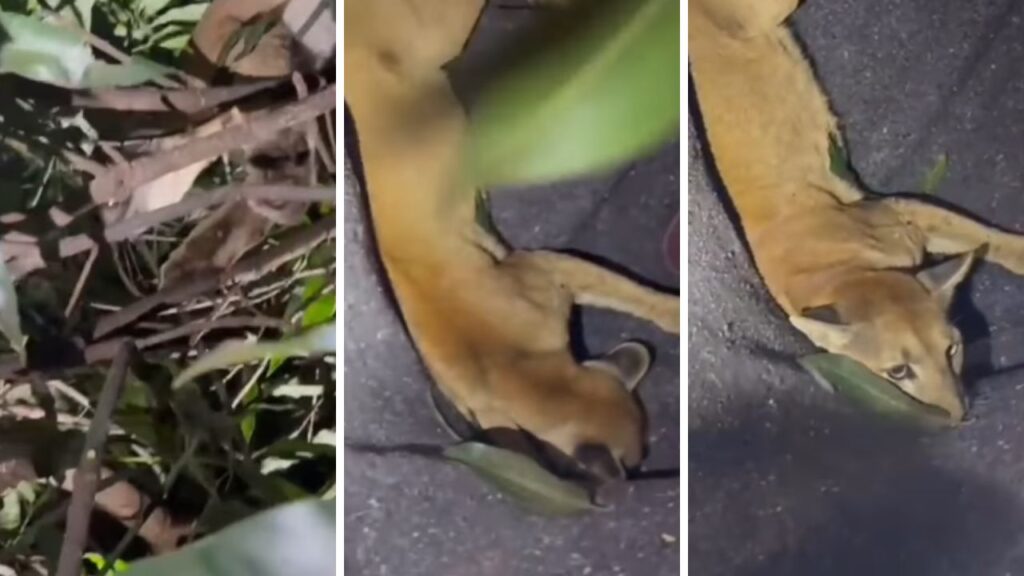 Onça-parda surpreende moradores ao surgir no topo de uma árvore em Paiçandu