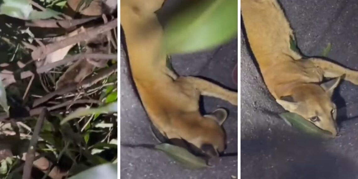 Imagem: Reprodução Redes Sociais