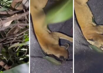 Imagem: Reprodução Redes Sociais