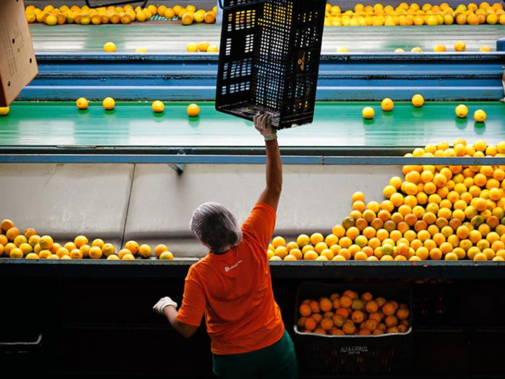 Alfa Citrus compartilha embalagens retornáveis com varejistas, melhora a produtividade e reduz custos