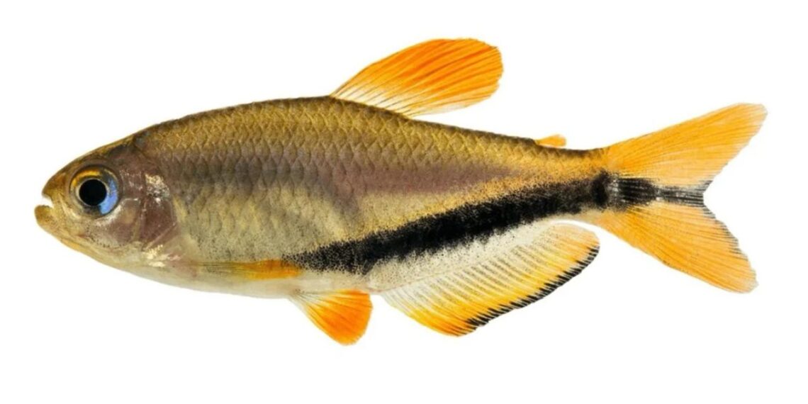 Divulgação/Fernando Dagosta