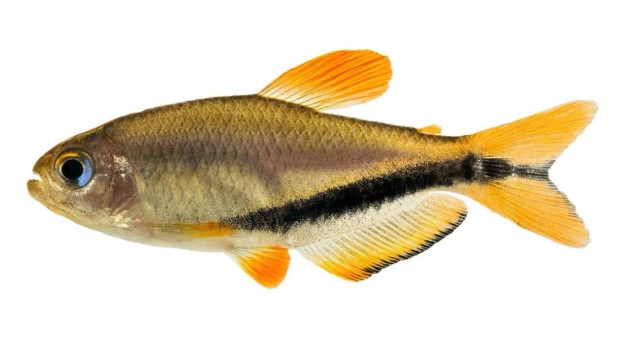 Nova espécie de lambari é encontrada no rio Juruena por acaso