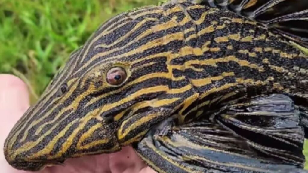 Cascudo Panaque exibe coloração rara e encanta nas águas da Amazônia