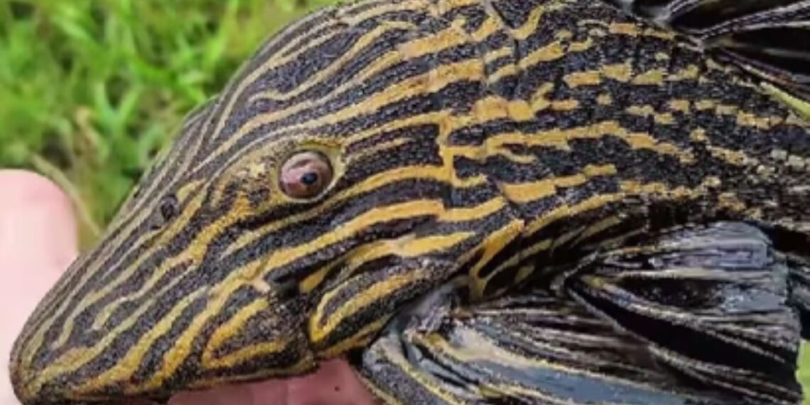 Cascudo Panaque exibe coloração rara e encanta nas águas da Amazônia