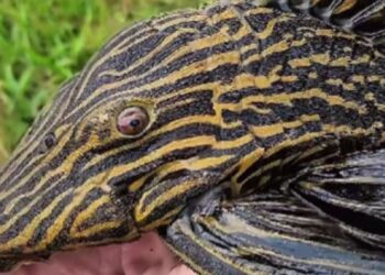 Cascudo Panaque exibe coloração rara e encanta nas águas da Amazônia