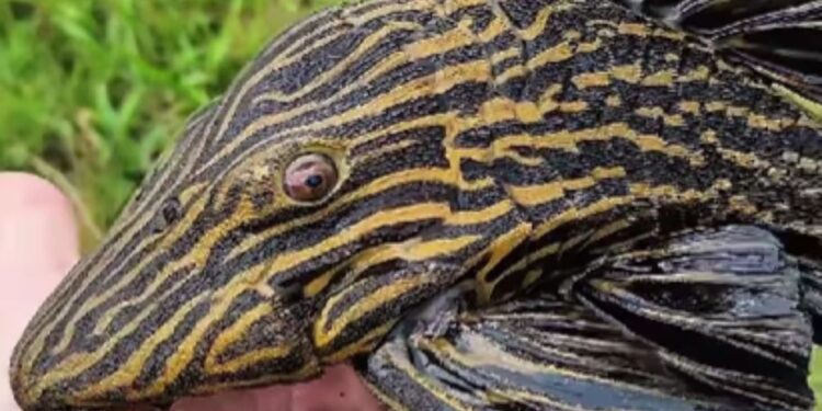 Cascudo Panaque exibe coloração rara e encanta nas águas da Amazônia