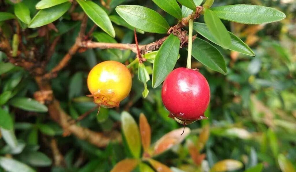 Pitanga-anã: a frutífera compacta que transforma pequenos espaços em jardins produtivos