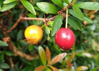 Pitanga-anã: a frutífera compacta que transforma pequenos espaços em jardins produtivos