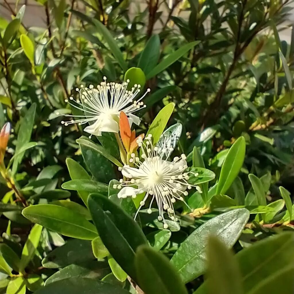 Pitanga-anã: a frutífera compacta que transforma pequenos espaços em jardins produtivos