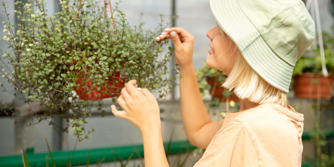 5 plantas aromáticas para cultivar na varanda e afastar insetos naturalmente
