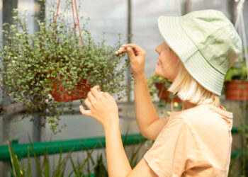 5 plantas aromáticas para cultivar na varanda e afastar insetos naturalmente