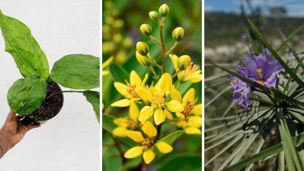 Plantas brasileiras que merecem mais destaque