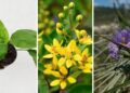 Plantas brasileiras que merecem mais destaque
