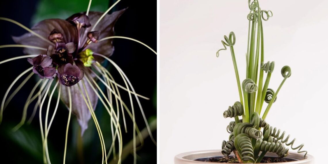 5 plantas diferentes para colecionar e admirar