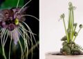 5 plantas diferentes para colecionar e admirar