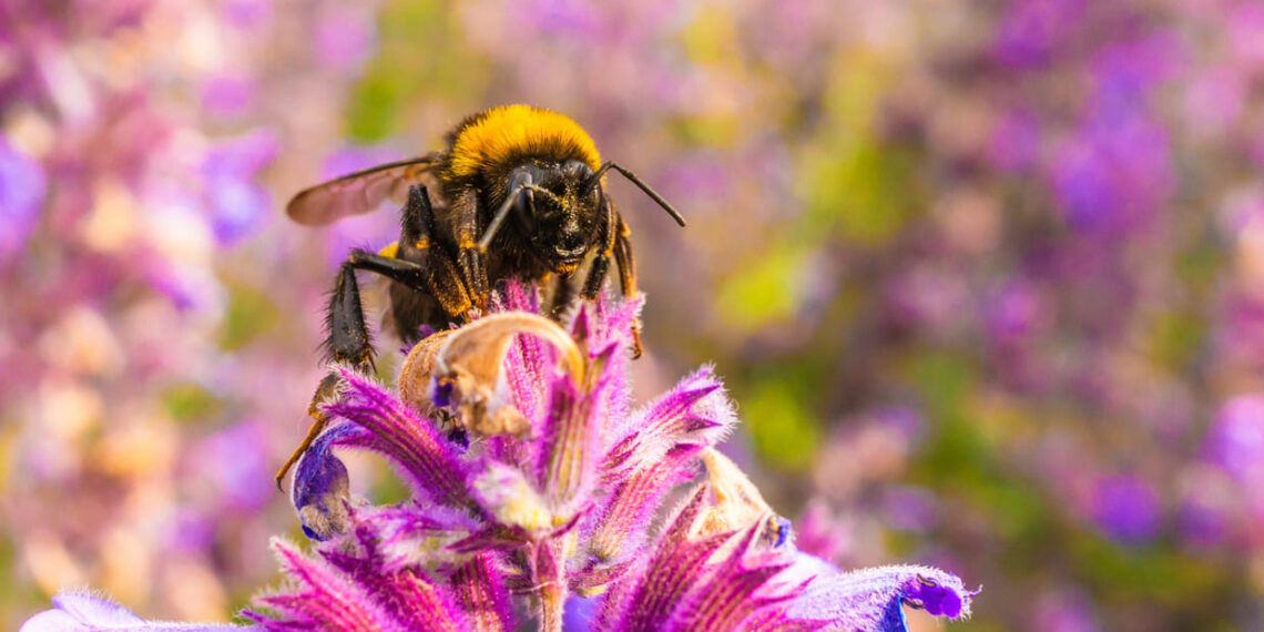 Você pode estar afastando os polinizadores do seu jardim sem perceber