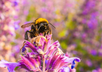 Você pode estar afastando os polinizadores do seu jardim sem perceber