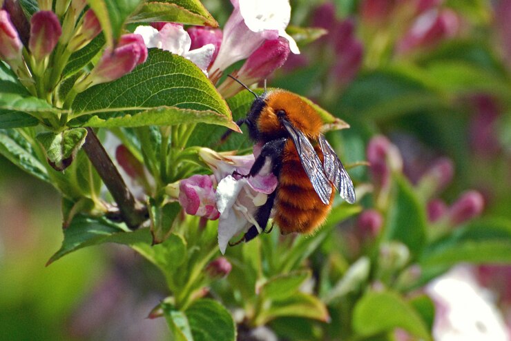Você pode estar afastando os polinizadores do seu jardim sem perceber