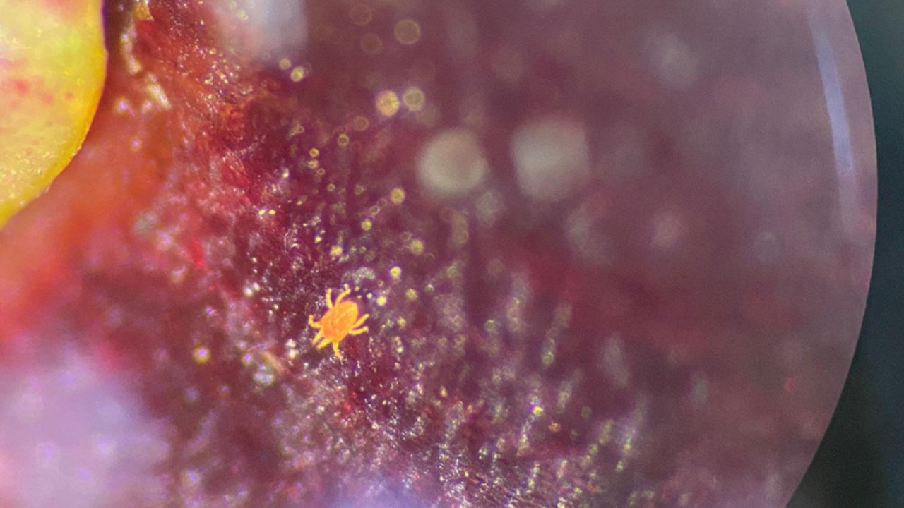 Ácaro chileno obriga destruição de mais de 1 tonelada de cerejas no Brasil