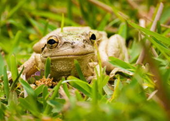 Brasil é origem de fungo mortal que ameaça sapos no mundo