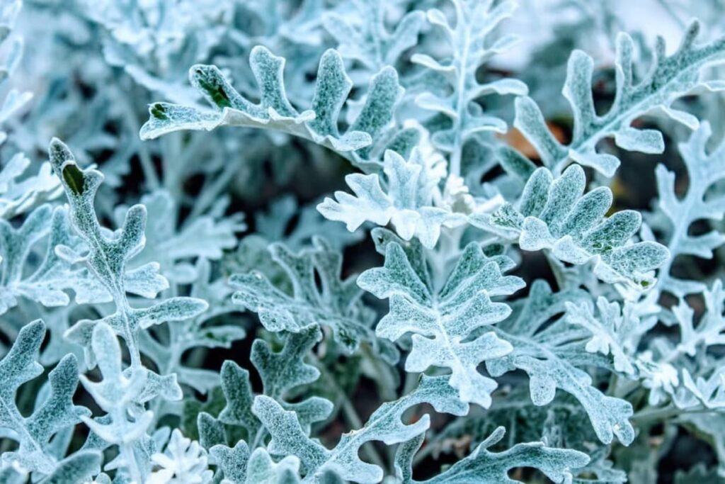 A Cinerária-marítima encanta com folhas prateadas e textura aveludada